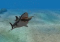 Jaws Unleashed